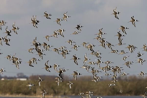 Black-tailed Godwit - Flock flying along at Welny wash - early Spring -March- Nofolk UK