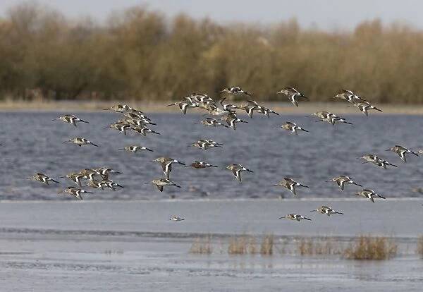 Black-tailed Godwit - Flock flying along at Welny wash - early Spring -March- Nofolk UK
