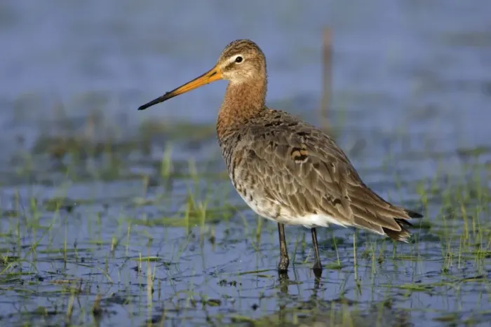 Framed Print : Black-tailed Godwit- on flooded meadow, Neusiedler See NP, Austria Framed Print : Black-tailed Godwit- on flooded meadow, Neusiedler See NP, Austria