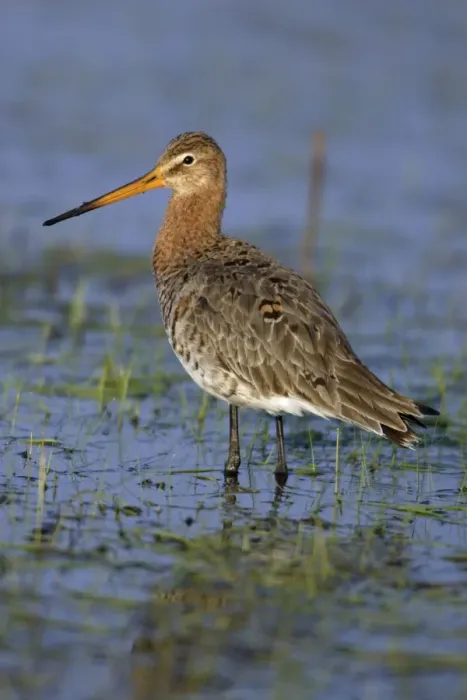 Framed Print : Black-tailed Godwit- on flooded meadow, Neusiedler See NP, Austria Framed Print : Black-tailed Godwit- on flooded meadow, Neusiedler See NP, Austria
