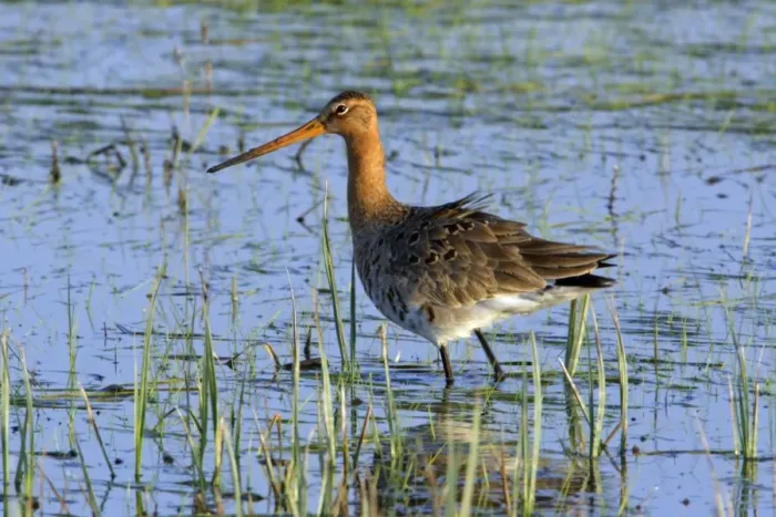 Framed Print : Black-tailed Godwit- on flooded meadow, Neusiedler See NP, Austria Framed Print : Black-tailed Godwit- on flooded meadow, Neusiedler See NP, Austria