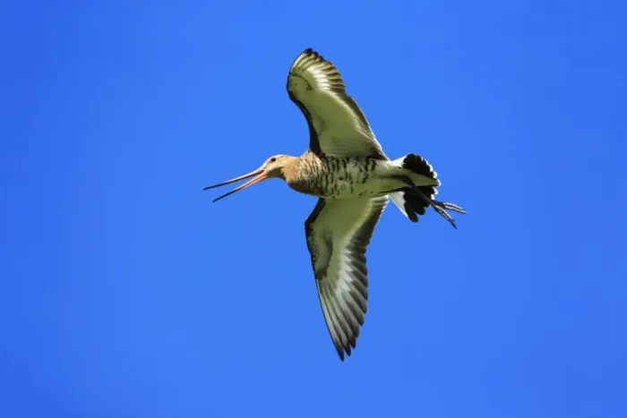 Framed Print : Black-tailed Godwit - male in flight, calling, Texel, Holland Framed Print : Black-tailed Godwit - male in flight, calling, Texel, Holland
