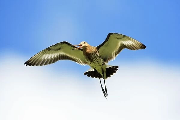 Black-tailed Godwit - male in flight, calling, Texel, Holland