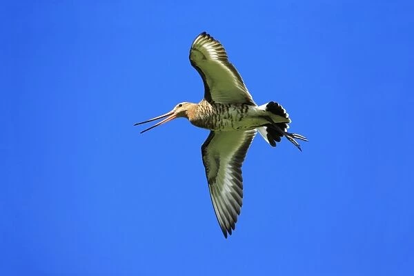 Black-tailed Godwit - male in flight, calling, Texel, Holland