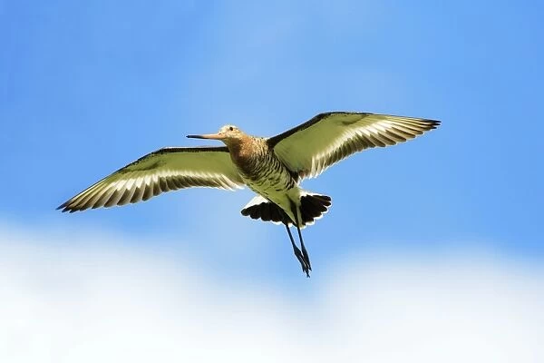 Black-tailed Godwit - male in flight, Texel, Holland