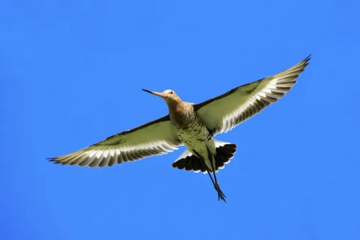 Framed Print : Black-tailed Godwit - male in flight, Texel, Holland Framed Print : Black-tailed Godwit - male in flight, Texel, Holland