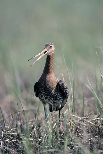 Black-tailed Godwit - nervous about intruders on his breeding territory on a typical marsh near river Bolshoi Ugan