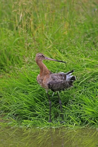 Black-tailed Godwit. Pensthorpe - Norfolk - UK