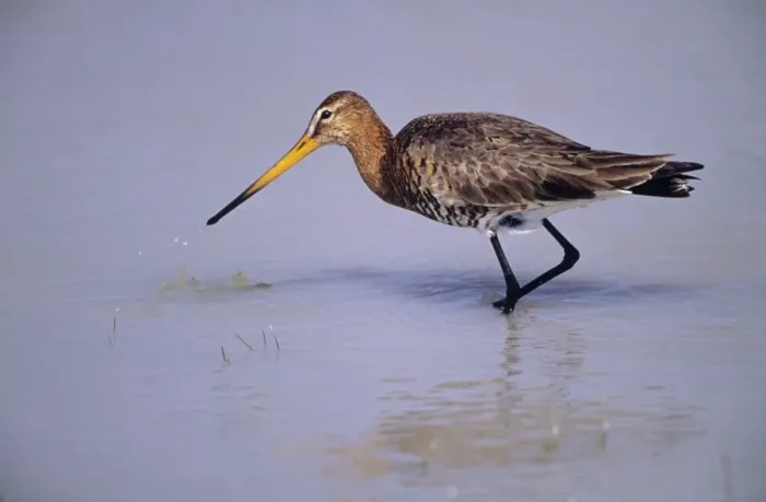 Framed Print : Black-tailed Godwit - searching for food on lake margin Framed Print : Black-tailed Godwit - searching for food on lake margin