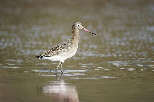 BLACK-TAILED GODWIT - standing in water
