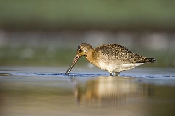 Black-Tailed Godwit Water-level view of bird feeding, On passage in shallow freshwater pool. Late summer plumage. Cleveland. UK
