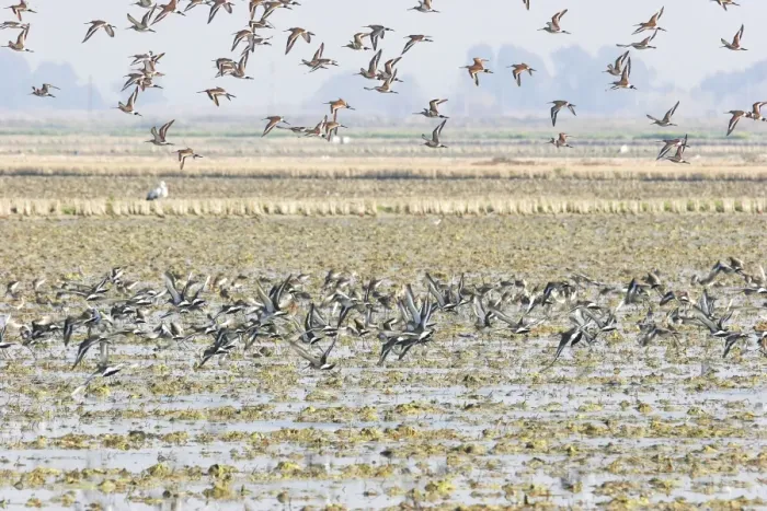 Framed Print : Black-tailed Godwit - in winter. Coto Donana National Park - Spain