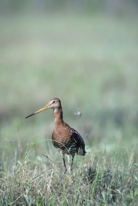 Framed Print : Black-tailed Godwit, worries seeing an intruder on his breeding territory on a typ. marsh near river Bolshoi Ugan, near Ugut settlement; Uganskii Nat. reserve, Siberia, Russia; spring Ug37. 0308 Framed Print : Black-tailed Godwit, worries seeing an intruder on his breeding territory on a typ. marsh near river Bolshoi Ugan, near Ugut settlement; Uganskii Nat. reserve, Siberia, Russia; spring Ug37. 0308