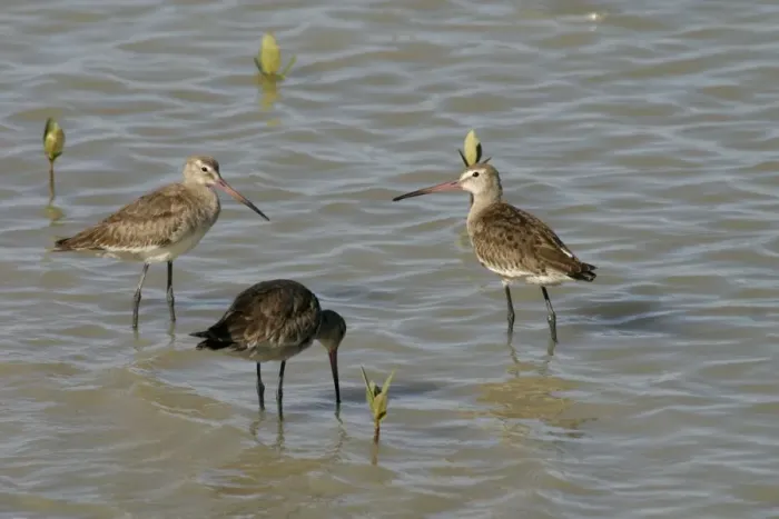 Framed Print : Black-tailed Godwits Karumba foreshore, Gulf of Carpentaria, Queensland, Australia Framed Print : Black-tailed Godwits Karumba foreshore, Gulf of Carpentaria, Queensland, Australia