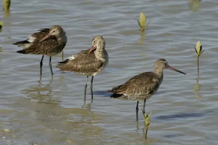 Framed Print : Black-tailed Godwits Karumba foreshore, Gulf of Carpentaria, Queensland, Australia Framed Print : Black-tailed Godwits Karumba foreshore, Gulf of Carpentaria, Queensland, Australia