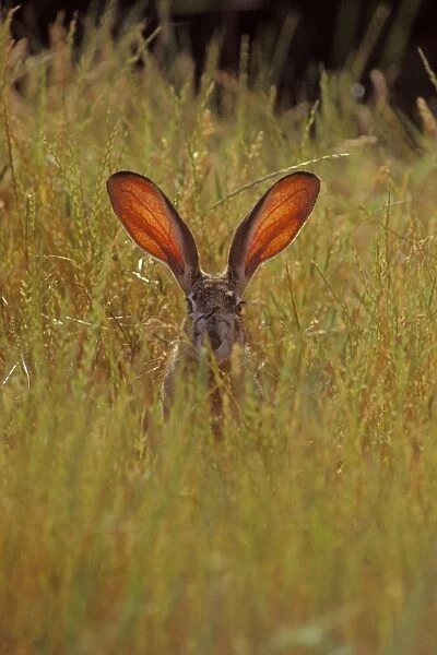 Black-tailed Jackrabbit - the blood through the ears help the jackrabbit regulate its body temperature. Mh210. California, USA