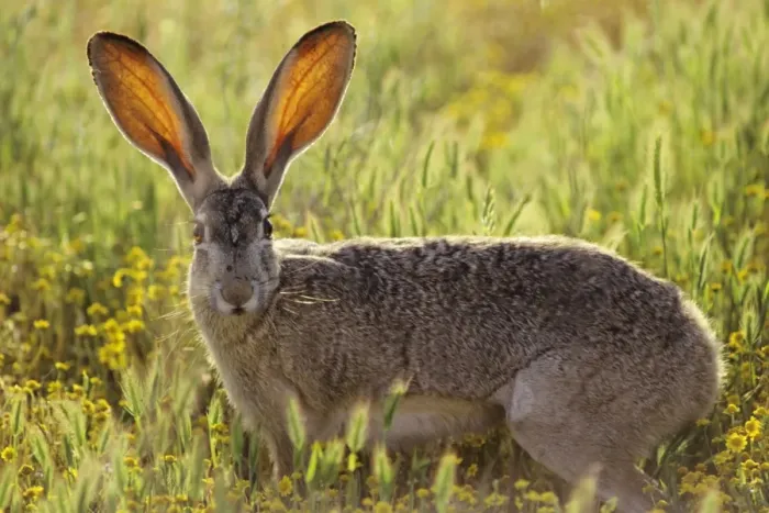 Framed Print : Black-tailed jackrabbit - blood vessels in ears help keep jackrabbit cool, method of dissipating heat. Western USA. MH248 Framed Print : Black-tailed jackrabbit - blood vessels in ears help keep jackrabbit cool, method of dissipating heat. Western USA. MH248