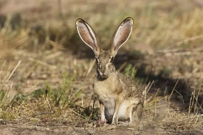 Framed Print : Black-tailed Jackrabbit. Portal Arizona in July. USA Framed Print : Black-tailed Jackrabbit. Portal Arizona in July. USA
