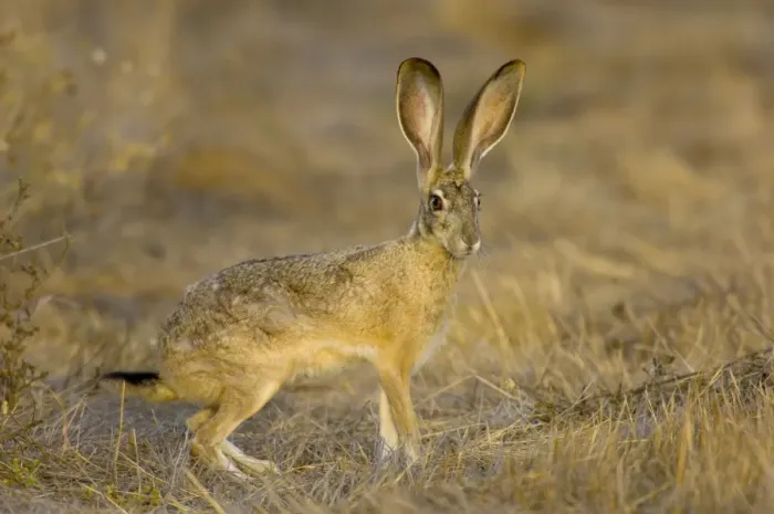 Framed Print : Black-tailed Jackrabbit Western USA _PTL2033