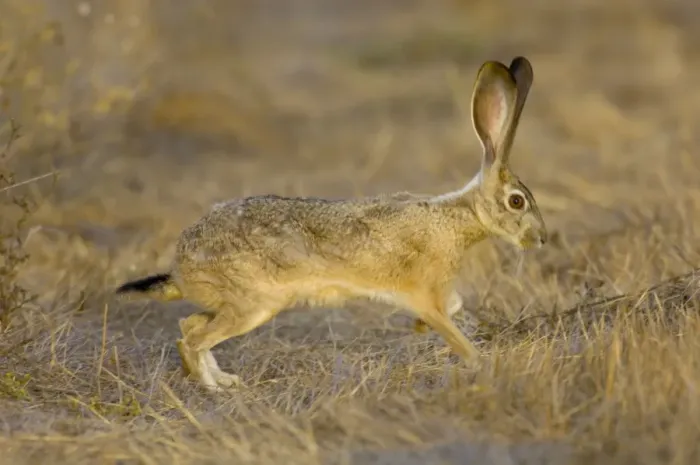 Framed Print : Black-tailed Jackrabbit Western USA _PTL2034 Framed Print : Black-tailed Jackrabbit Western USA _PTL2034