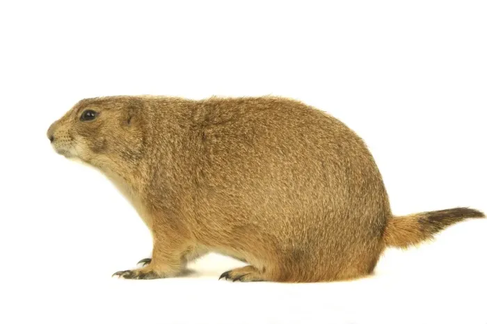 Framed Print : Black-tailed Prairie Dog Framed Print : Black-tailed Prairie Dog