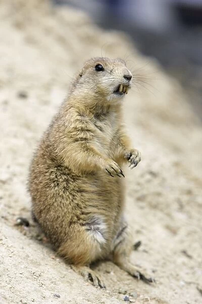 Black-tailed Prairie Dog - animal with exaggerated incisors, Emmen, Holland