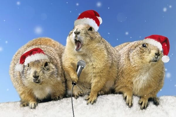 Black-tailed Prairie Dog - three animals in a row wearing Christmas hats one holding a microphone singing Digital Manipulation: Hats (Su) - Mic (JD) added snow and blue sky backfround