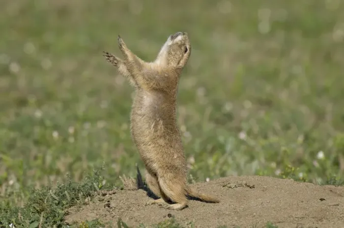 Framed Print : Black-tailed Prairie Dog - doing jump-yip signal behaviour - Theodore Roosevelt National Park - North Dakota - North America _E3D6435 Framed Print : Black-tailed Prairie Dog - doing jump-yip signal behaviour - Theodore Roosevelt National Park - North Dakota - North America _E3D6435