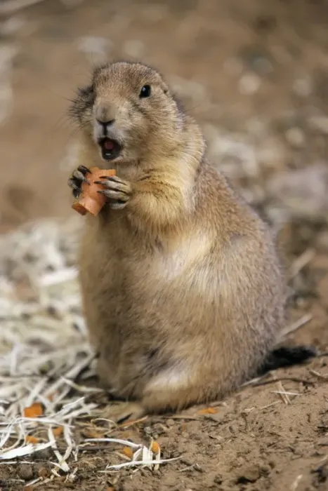 Framed Print : Black-tailed Prairie Dog - eating carrot, Emmen, Holland Framed Print : Black-tailed Prairie Dog - eating carrot, Emmen, Holland
