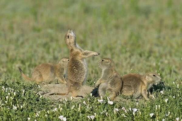 Black-tailed Prairie Dog - family - one prairie dog doing 'jump-yip' signal behaviour - Theodore Roosevelt National Park - North Dakota - North America (whilst not definitive)