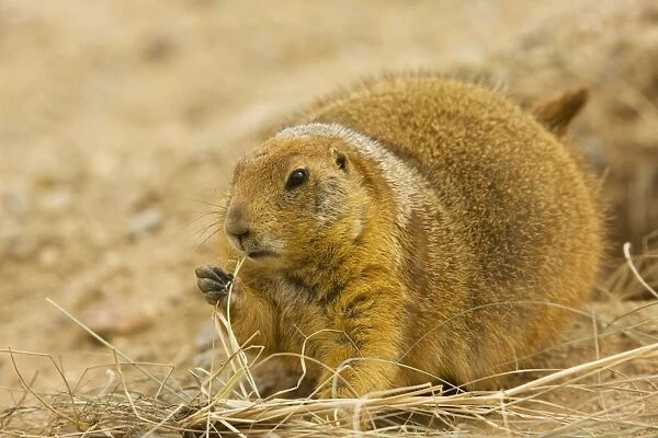 Black-tailed Prairie Dog - With grass in mouth - from the great plains, USA