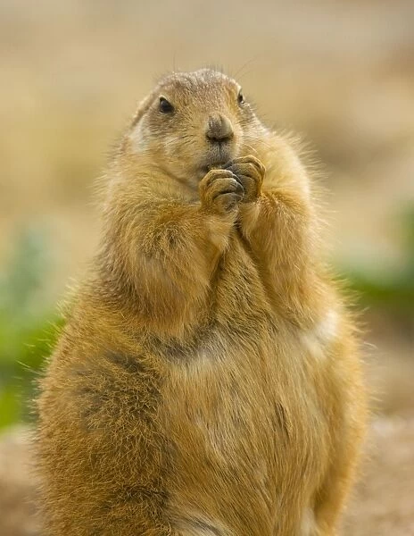 Black-tailed Prairie Dog - from the great plains, USA