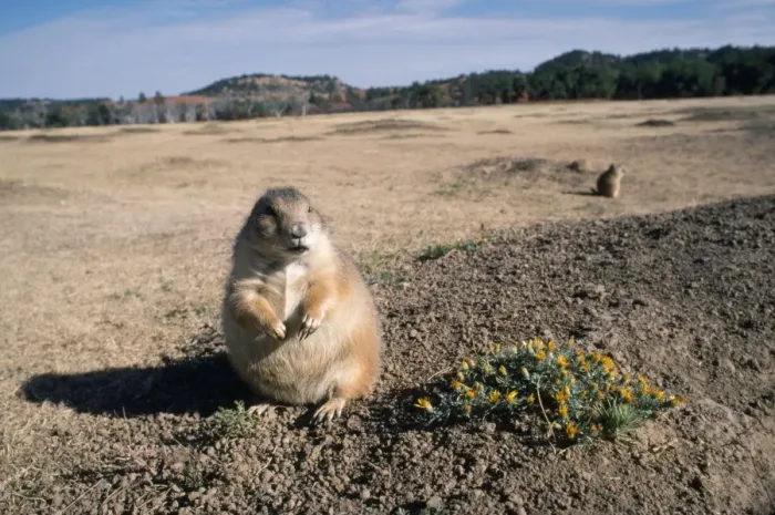 Framed Print : Black-tailed Prairie Dog - in habitat Framed Print : Black-tailed Prairie Dog - in habitat