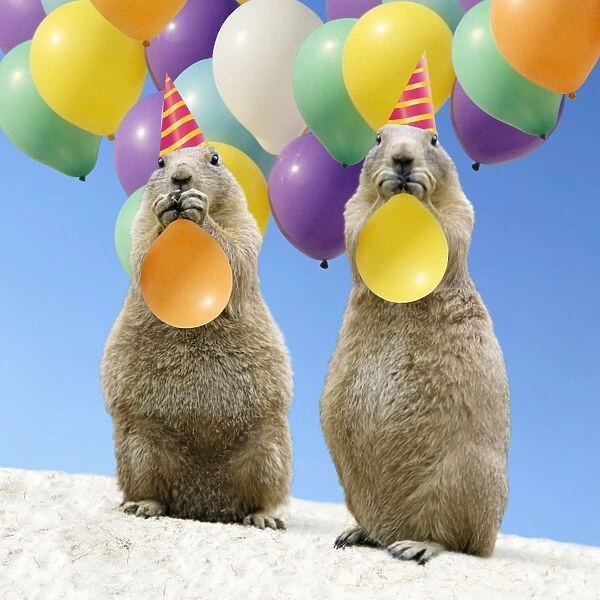 Black-tailed Prairie Dog - pair with balloons Digital Manipulation: Sand taken from USH pic - balloons FRR - hats and sky made