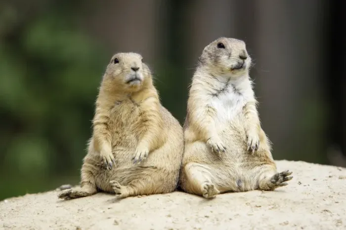 Framed Print : Black-tailed Prairie Dog - pair resting, Emmen, Holland Framed Print : Black-tailed Prairie Dog - pair resting, Emmen, Holland