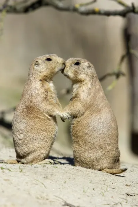 Framed Print : Black-tailed Prairie Dog - pair showing affection behaviour, Emmen, Holland Framed Print : Black-tailed Prairie Dog - pair showing affection behaviour, Emmen, Holland