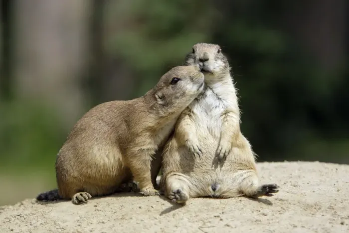 Framed Print : Black-tailed Prairie Dog - pair showing social contact behaviour, Emmen, Holland Framed Print : Black-tailed Prairie Dog - pair showing social contact behaviour, Emmen, Holland