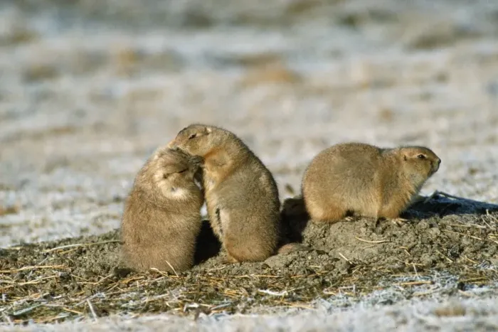 Framed Print : Black-tailed Prairie Dog Polar Park, Canada Framed Print : Black-tailed Prairie Dog Polar Park, Canada