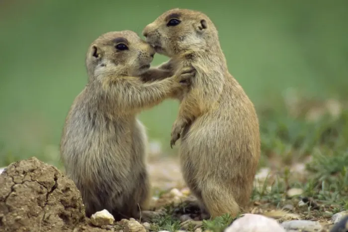 Framed Print : Black-tailed Prairie Dog - stopping their play Colorado Framed Print : Black-tailed Prairie Dog - stopping their play Colorado