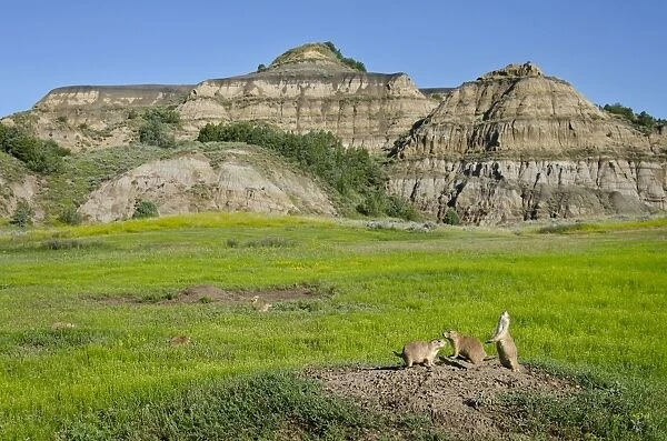 Black-tailed Prairie Dog - town  /  colony - one prairie dog doing 'jump-yip' signal behaviour - Theodore Roosevelt National Park - North Dakota - North America (whilst not definitive)