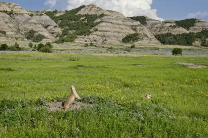 Framed Print : Black-tailed Prairie Dog - town  /  colony - one prairie dog doing jump-yip signal behaviour - Theodore Roosevelt National Park - North Dakota - North America (whilst not definitive)