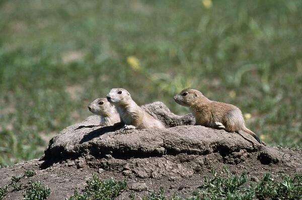 Black-tailed Prairie Dog - young at entrance to burrow
