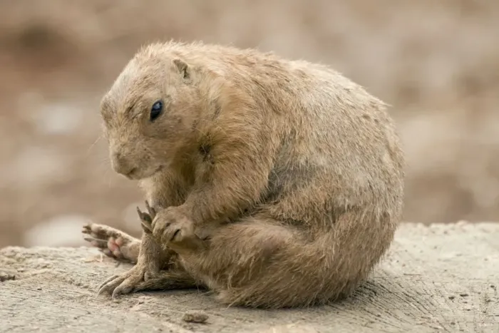 Framed Print : Black Tailed Prairie Marmot - scratching itself Framed Print : Black Tailed Prairie Marmot - scratching itself