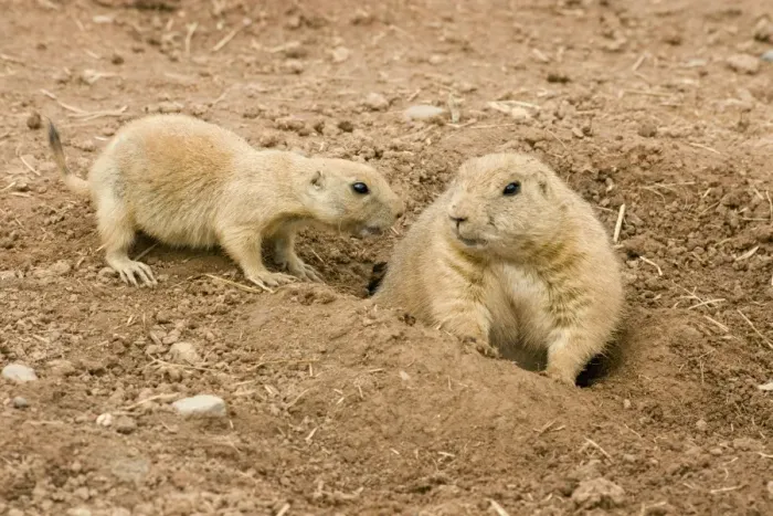 Framed Print : Black Tailed Prairie Marmots - adult & juvenile Framed Print : Black Tailed Prairie Marmots - adult & juvenile