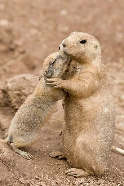 Black Tailed Prairie Marmots - adult & juvenile hugging