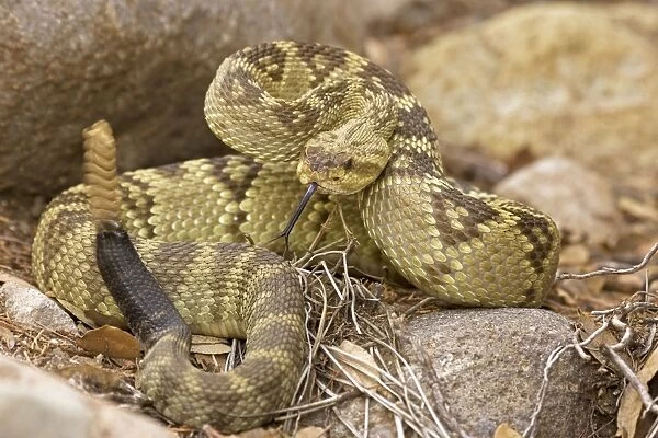 Black-tailed Rattlesnake - Chiricahua Mountains -Arizona - Rattle in motion - 'Smelling' or 'tasting' the air with its tongue - Found in Texas-New Mexico