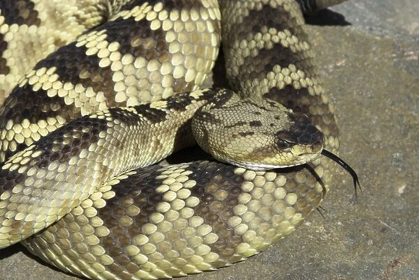 Black-tailed Rattlesnake Close up with tongue extended. Arizona USA