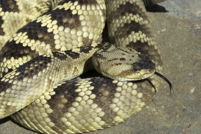 Framed Print : Black-tailed Rattlesnake Close up with tongue extended. Arizona USA Framed Print : Black-tailed Rattlesnake Close up with tongue extended. Arizona USA