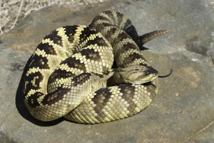 Framed Print : Black-tailed Rattlesnake. Coiled on rock with tongue scenting air. Southern Arizona USA Framed Print : Black-tailed Rattlesnake. Coiled on rock with tongue scenting air. Southern Arizona USA