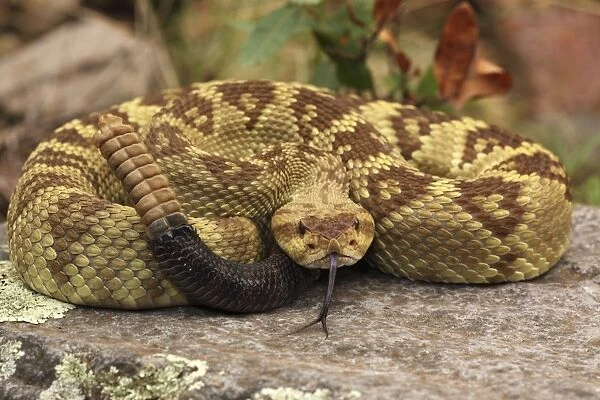 Black-tailed Rattlesnake - coiled showing rattle - smelling or tasting the air with its tongue - Chiricahua Mountains - Arizona - USA - Distribution: Texas -New Mexico and Arizona into central Mexico